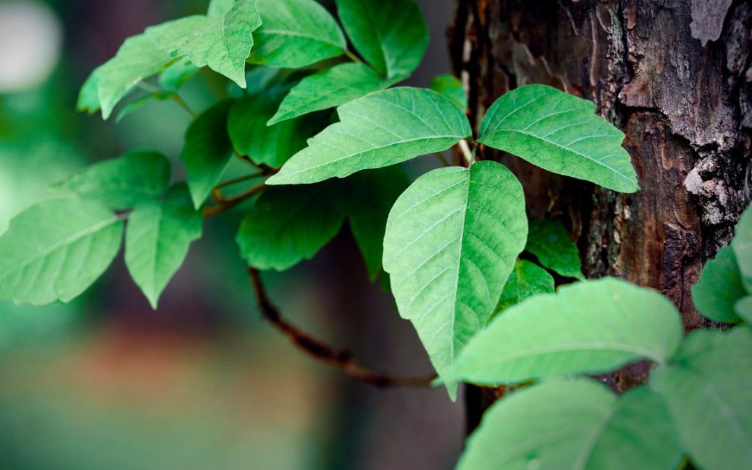 10 Best Natural Remedies for Poison Ivy