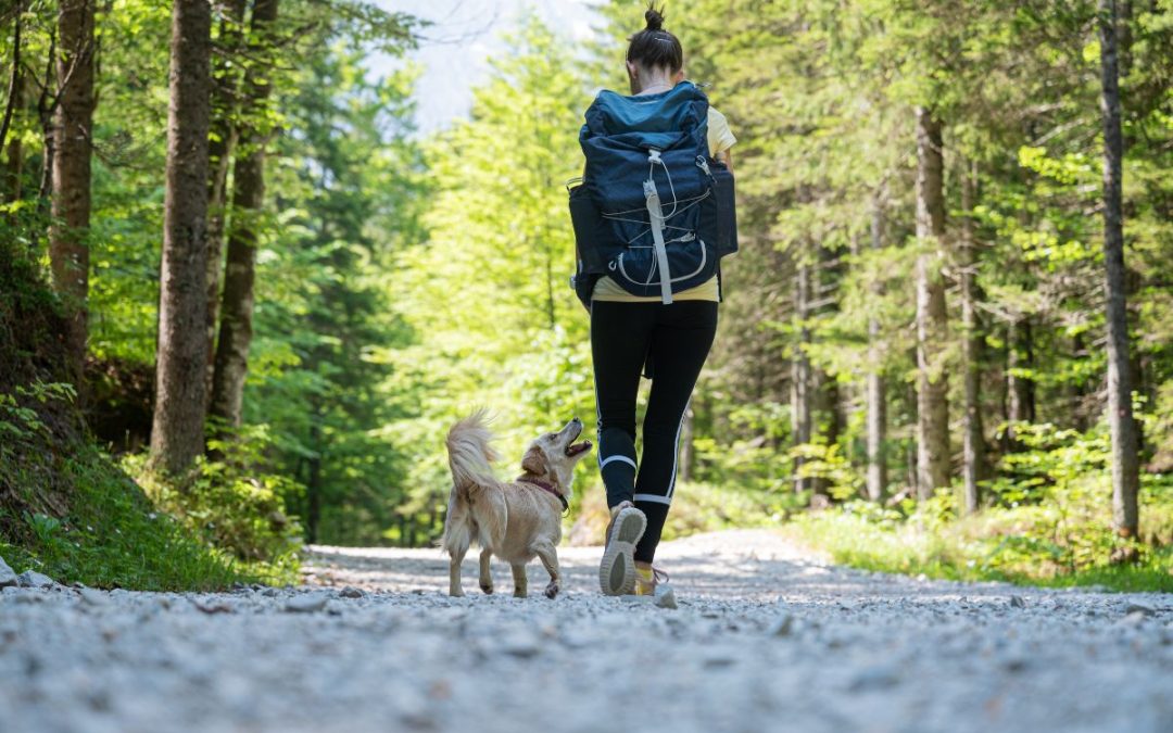 The 7 Best Tips for Hiking With Dogs | Common Pet Mistakes on the Trails