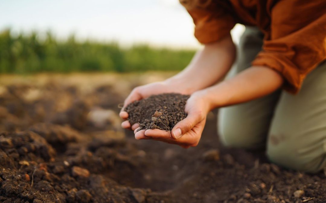 How to Get Rid of Bugs in Garden Soil