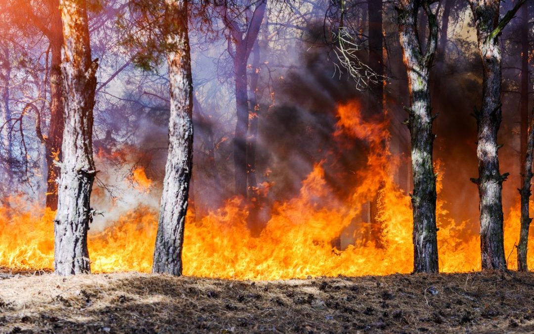WNC Wildfires | Our Evacuation Story and Prepping Tips